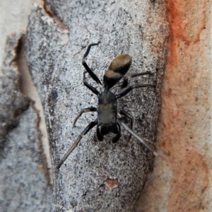 Myrmarachne luctuosa at Cook, ACT - 3 Mar 2018 06:31 PM