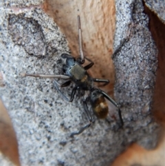 Myrmarachne luctuosa at Cook, ACT - 3 Mar 2018 06:31 PM