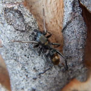 Myrmarachne luctuosa at Cook, ACT - 3 Mar 2018 06:31 PM