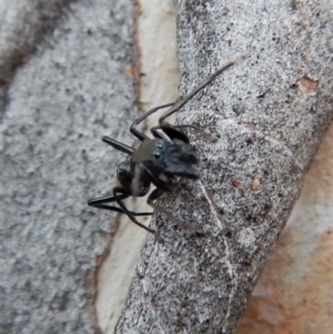 Myrmarachne luctuosa at Cook, ACT - 3 Mar 2018 06:31 PM