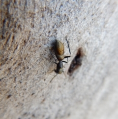 Myrmarachne luctuosa at Cook, ACT - 3 Mar 2018 06:31 PM