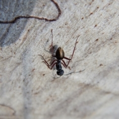 Camponotus suffusus (Golden-tailed sugar ant) at Cook, ACT - 4 Mar 2018 by CathB