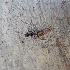 Camponotus suffusus at Cook, ACT - 4 Mar 2018 08:40 AM