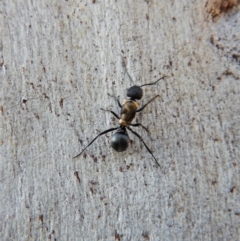 Camponotus suffusus at Cook, ACT - 4 Mar 2018 08:40 AM