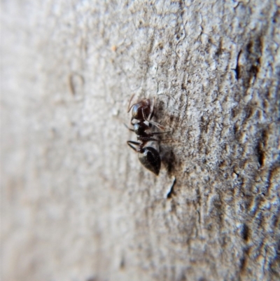 Crematogaster sp. (genus) (Acrobat ant, Cocktail ant) at Cook, ACT - 3 Mar 2018 by CathB