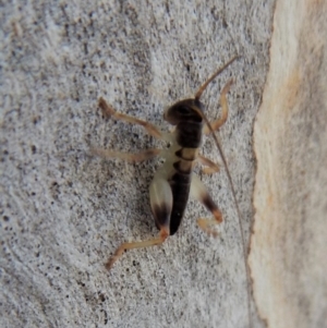 Tettigoniidae (family) at Cook, ACT - 4 Mar 2018 09:22 AM