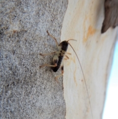 Tettigoniidae (family) at Cook, ACT - 4 Mar 2018 09:22 AM