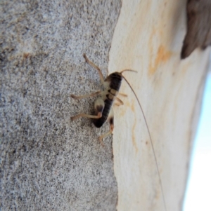 Tettigoniidae (family) at Cook, ACT - 4 Mar 2018