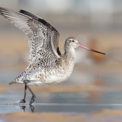 Limosa lapponica (Bar-tailed Godwit) at Pambula - 23 Feb 2018 by Leo