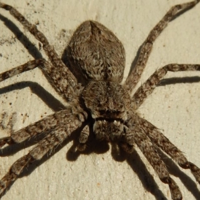 Isopeda sp. (genus) (Huntsman Spider) at Mount Painter - 3 Mar 2018 by CathB