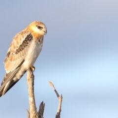 Elanus axillaris (Black-shouldered Kite) at Panboola - 28 Feb 2018 by Leo