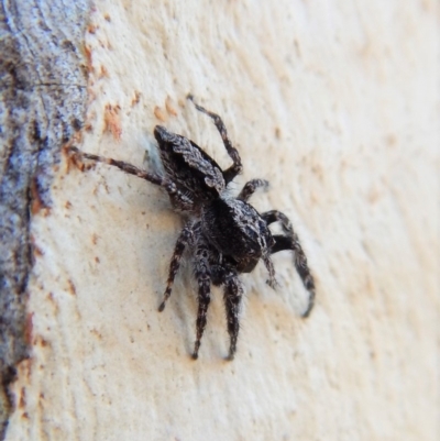 Clynotis severus (Stern Jumping Spider) at Cook, ACT - 4 Mar 2018 by CathB