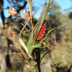 Caedicia simplex (Common Garden Katydid) at Mount Painter - 3 Mar 2018 by CathB