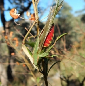 Caedicia simplex at Cook, ACT - 4 Mar 2018 08:30 AM