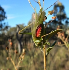 Caedicia simplex at Cook, ACT - 4 Mar 2018 08:30 AM