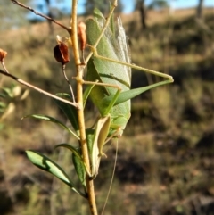 Caedicia simplex at Cook, ACT - 4 Mar 2018 08:30 AM