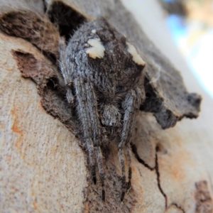 Hortophora transmarina at Cook, ACT - 4 Mar 2018