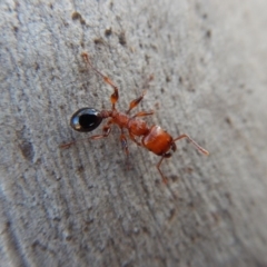 Podomyrma gratiosa (Muscleman tree ant) at Mount Painter - 3 Mar 2018 by CathB
