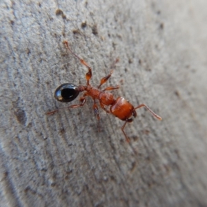 Podomyrma gratiosa at Cook, ACT - 4 Mar 2018