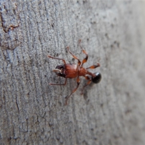 Podomyrma gratiosa at Cook, ACT - 4 Mar 2018