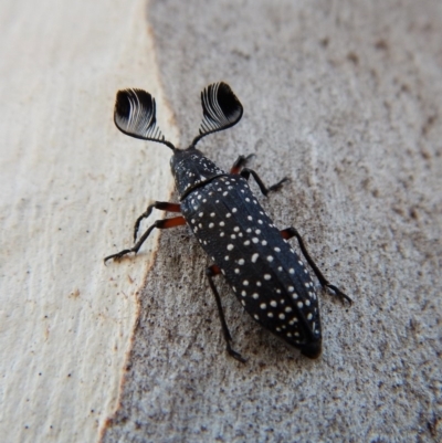 Rhipicera femorata (Feather-horned beetle) at Cook, ACT - 3 Mar 2018 by CathB