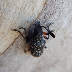 Rhipicera (Agathorhipis) femorata at Cook, ACT - 3 Mar 2018