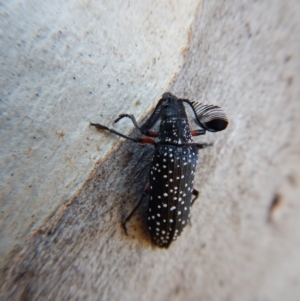 Rhipicera (Agathorhipis) femorata at Cook, ACT - 3 Mar 2018