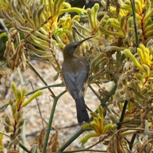 Acanthorhynchus tenuirostris at Acton, ACT - 4 Mar 2018