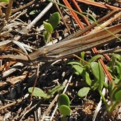 Acrida conica (Giant green slantface) at Tuggeranong DC, ACT - 4 Mar 2018 by JohnBundock