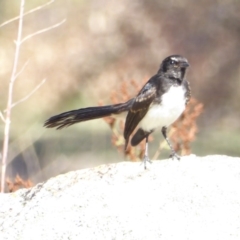 Rhipidura leucophrys (Willie Wagtail) at Red Hill Nature Reserve - 3 Mar 2018 by JackyF