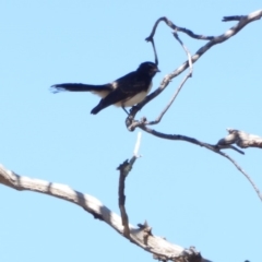 Rhipidura leucophrys at Deakin, ACT - 4 Mar 2018 09:58 AM