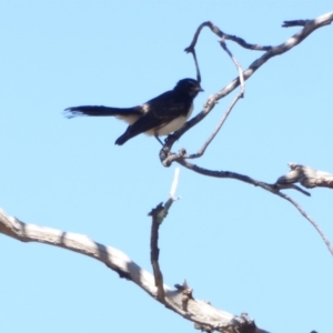 Rhipidura leucophrys at Deakin, ACT - 4 Mar 2018 09:58 AM