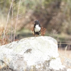 Rhipidura leucophrys at Deakin, ACT - 4 Mar 2018