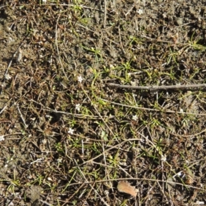 Limosella australis at Molonglo River Reserve - 18 Feb 2018