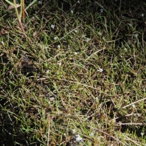 Limosella australis at Molonglo River Reserve - 18 Feb 2018 06:44 PM