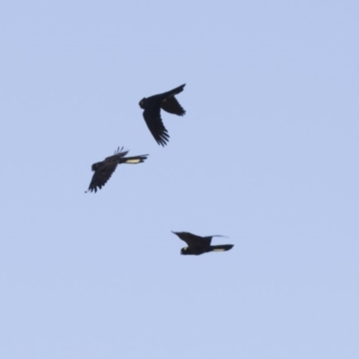 Zanda funerea (Yellow-tailed Black-Cockatoo) at Bevendale, NSW - 4 Mar 2018 by AlisonMilton