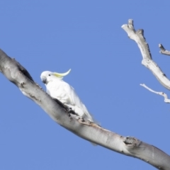 Cacatua galerita (Sulphur-crested Cockatoo) at Lanyon - northern section A.C.T. - 3 Mar 2018 by AlisonMilton