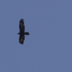 Aquila audax (Wedge-tailed Eagle) at Lanyon - northern section A.C.T. - 3 Mar 2018 by AlisonMilton