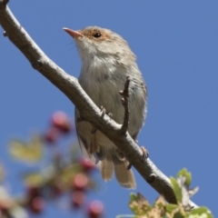 Malurus cyaneus (Superb Fairywren) at Tuggeranong DC, ACT - 4 Mar 2018 by Alison Milton