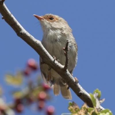 Malurus cyaneus (Superb Fairywren) at Lanyon - northern section - 4 Mar 2018 by AlisonMilton