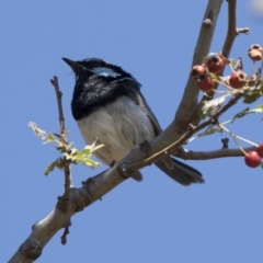 Malurus cyaneus at Tuggeranong DC, ACT - 4 Mar 2018