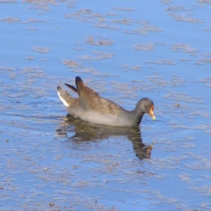 Gallinula tenebrosa at Fyshwick, ACT - 4 Mar 2018