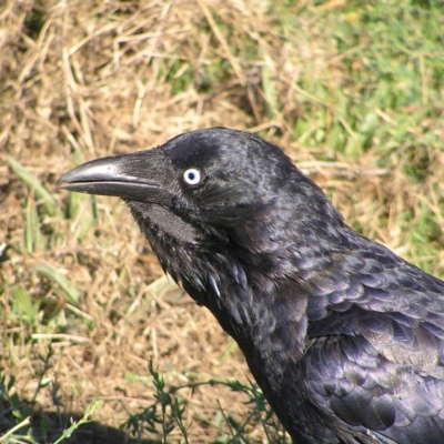 Corvus coronoides (Australian Raven) at Jerrabomberra Wetlands - 3 Mar 2018 by MatthewFrawley