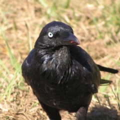 Corvus coronoides at Fyshwick, ACT - 4 Mar 2018