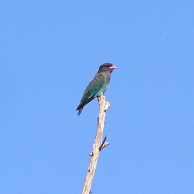 Eurystomus orientalis (Dollarbird) at Fyshwick, ACT - 3 Mar 2018 by MatthewFrawley