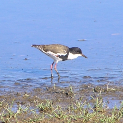 Erythrogonys cinctus (Red-kneed Dotterel) at Fyshwick, ACT - 4 Mar 2018 by MatthewFrawley