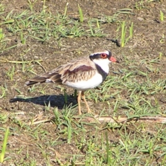 Charadrius melanops (Black-fronted Dotterel) at Fyshwick, ACT - 4 Mar 2018 by MatthewFrawley