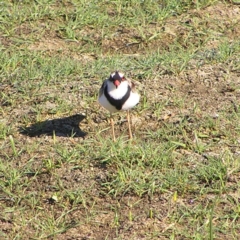 Charadrius melanops at Fyshwick, ACT - 4 Mar 2018 09:27 AM