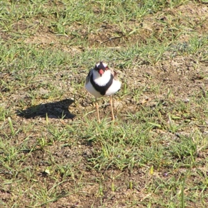 Charadrius melanops at Fyshwick, ACT - 4 Mar 2018 09:27 AM