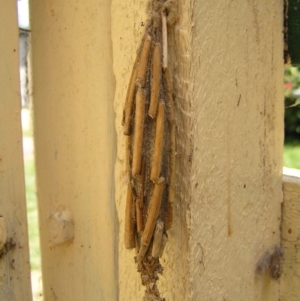 Metura elongatus at Kambah, ACT - 4 Mar 2018